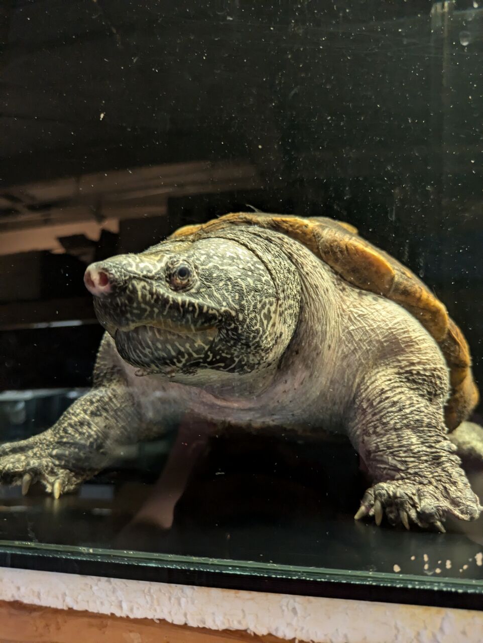 ジャイアントマスクタートル アダルト♀入荷 : Rio日記