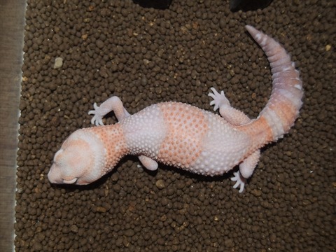 line_120398460321361