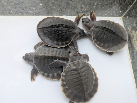 PXL_20250516_062701703