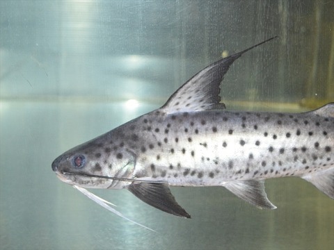 line_267363216784964