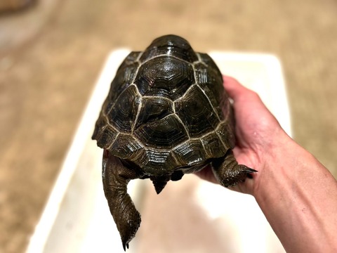 アルダブラゾウガメB品4