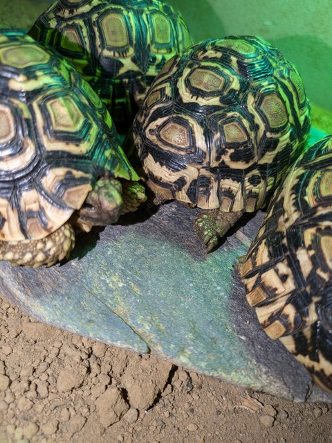 PXL_20240714_064946547