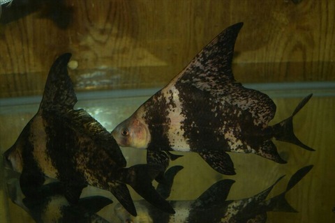 [画像:607659c2-s.jpg]