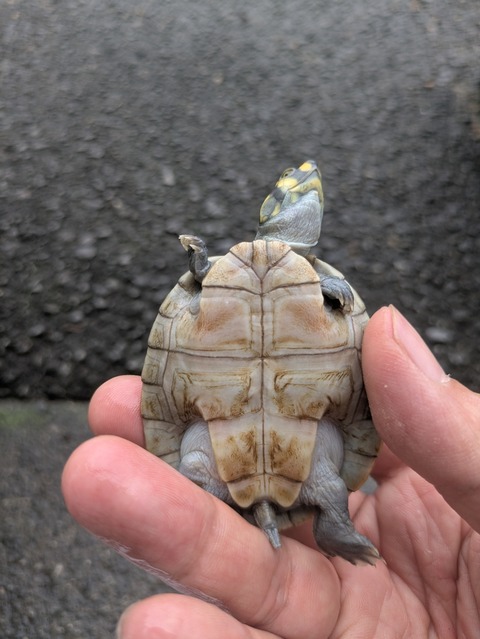 PXL_20250516_063145682