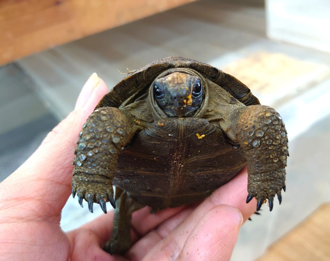 アルダブラゾウガメ 入荷 Rio日記 アルダブラゾウガメ 入荷 Rio日記