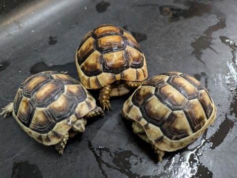 PXL_20240628_060025141