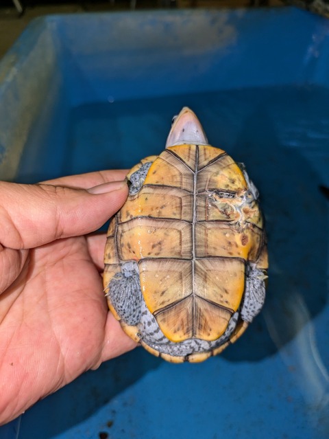 PXL_20240826_073721918