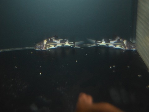 line_148093361299651