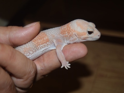 line_120394235396779