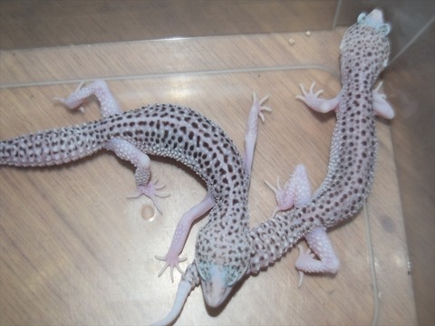 line_120405239951671