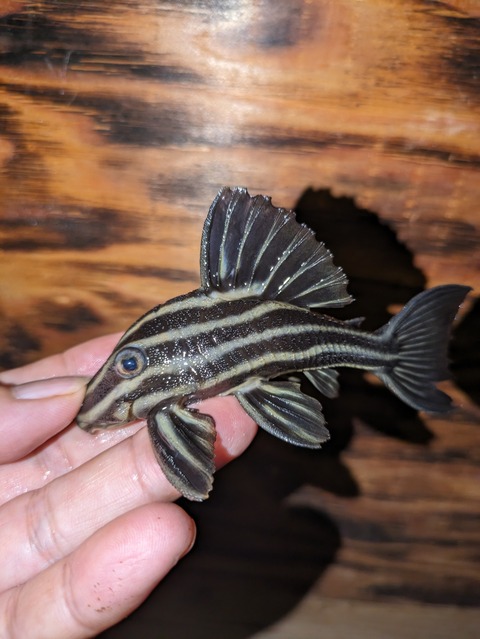 PXL_20240613_041210922