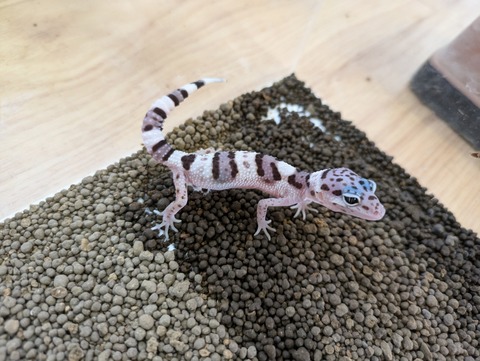 PXL_20240826_062059869