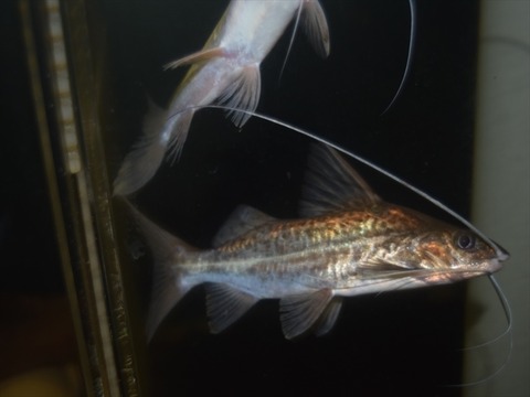 line_111998350870973