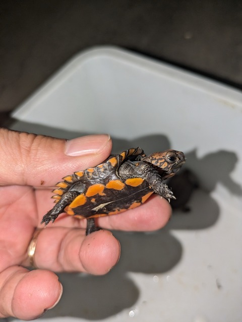 PXL_20240926_093433134