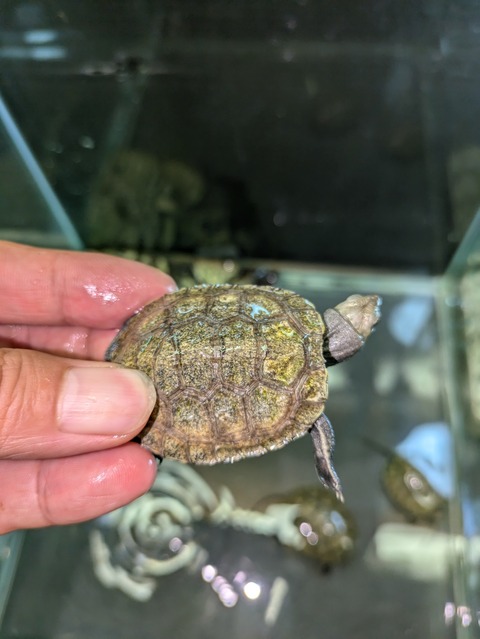 PXL_20240714_063151778