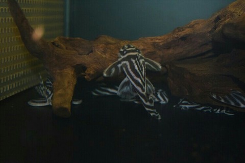 [画像:6cfee11e-s.jpg]