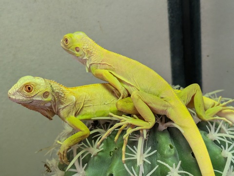 PXL_20240806_090813158