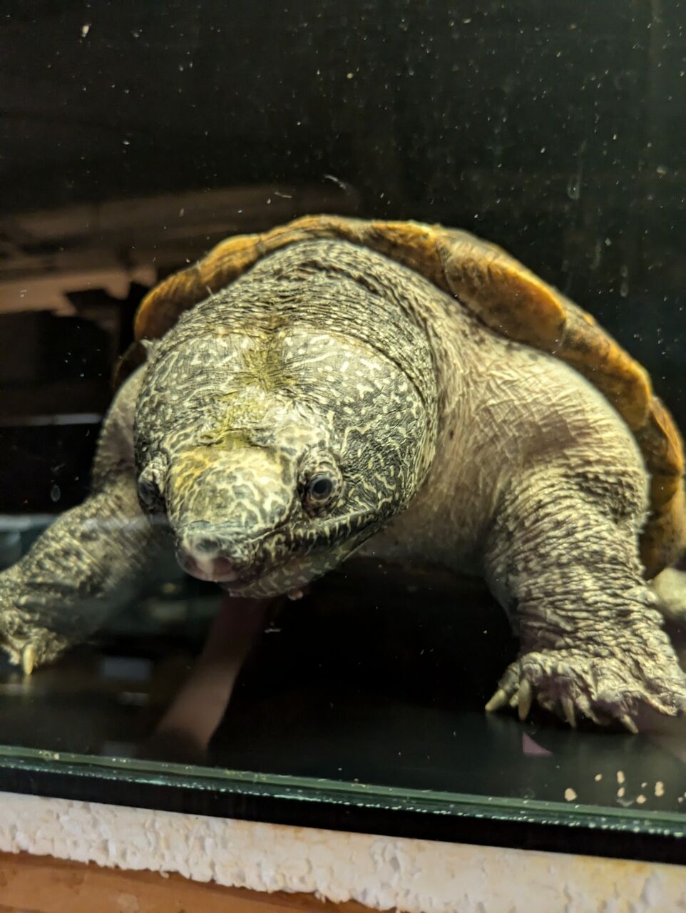 ジャイアントマスクタートル アダルト♀入荷 : Rio日記