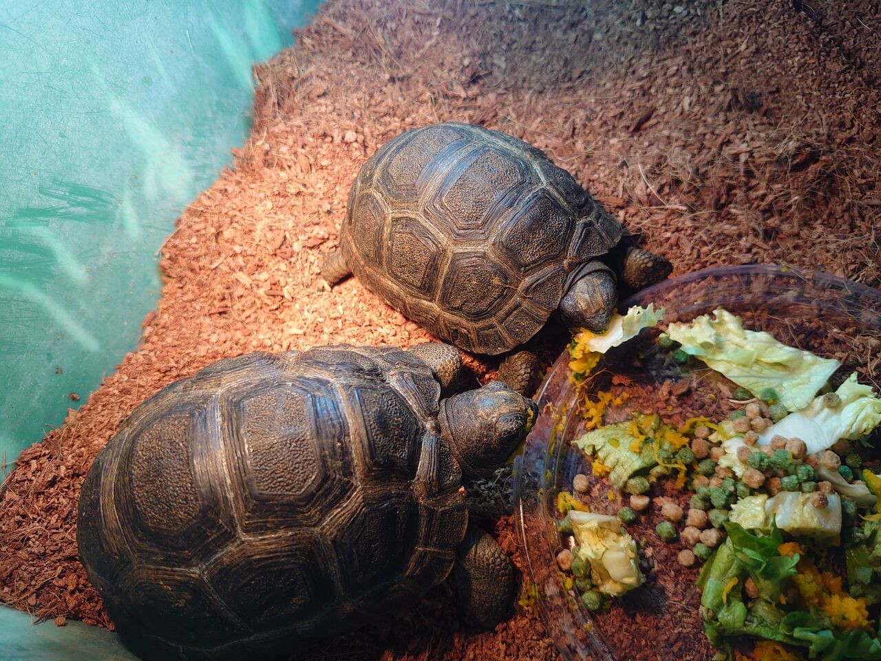 アルダブラゾウガメ 入荷 Rio日記 アルダブラゾウガメ 入荷 Rio日記