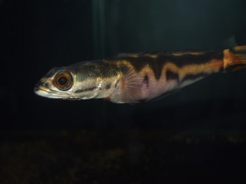 line_221637808229044