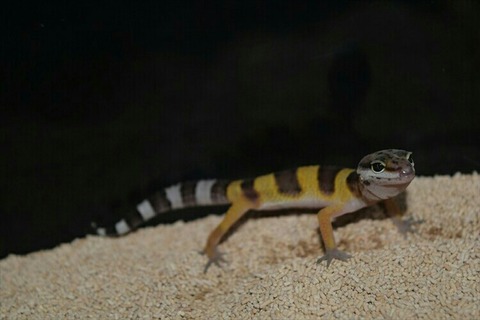 [画像:864d4ee0-s.jpg]