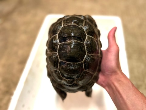 アルダブラゾウガメB品2