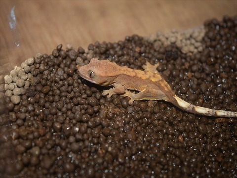 line_234458079791078