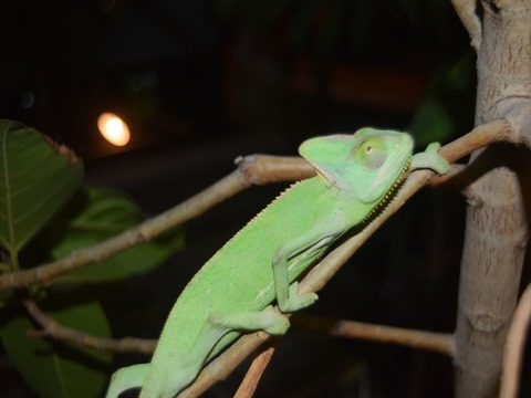 line_490980792703068