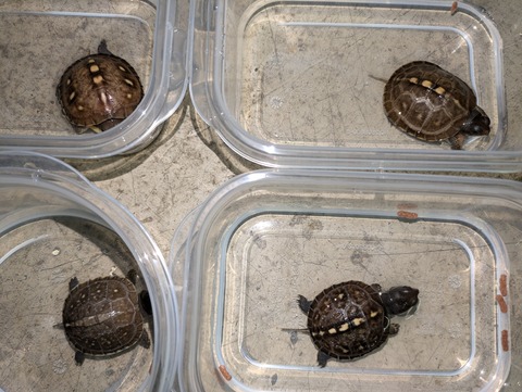 PXL_20240809_053909545