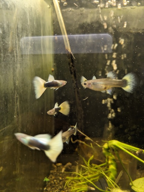 PXL_20240607_082216854