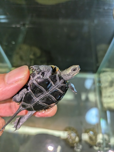 PXL_20240714_063158097