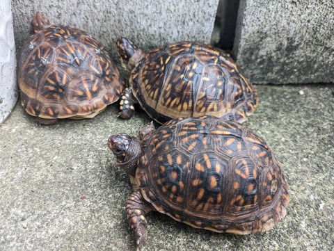 PXL_20240423_050323881