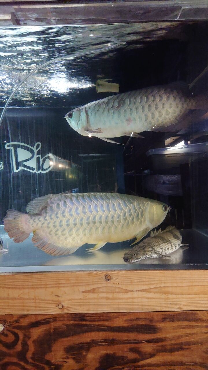 お問い合わせのアロワナ Rio日記