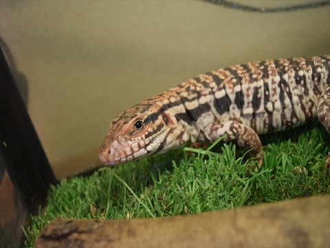 line_414412863983472