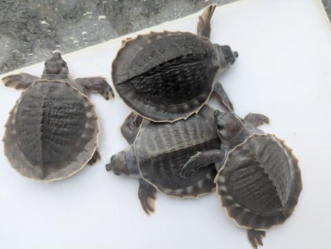 PXL_20250516_062718780