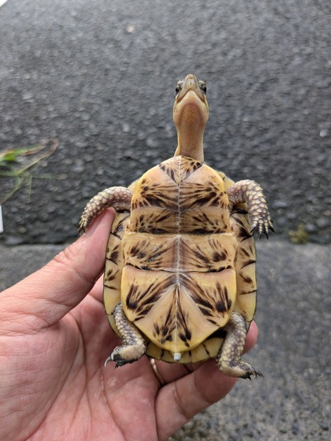 PXL_20240826_073945445