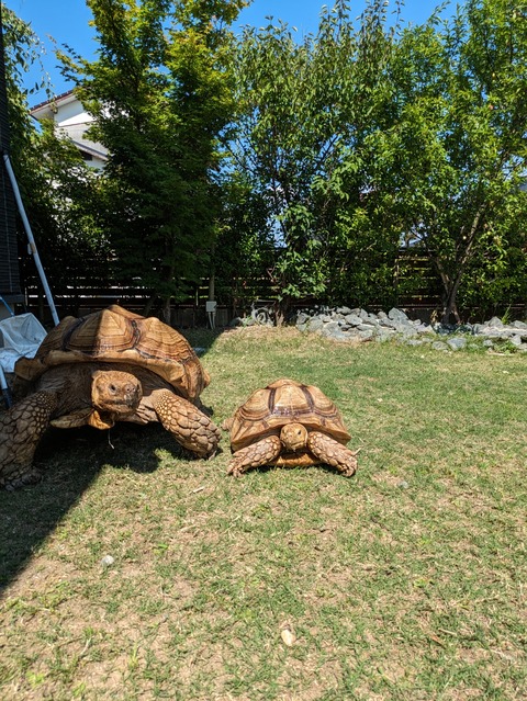 PXL_20240613_061802741