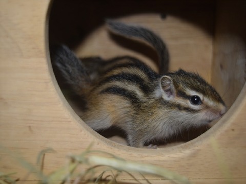 line_413698509501787