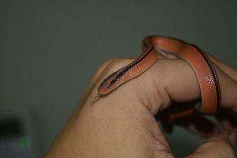 [画像:a8799079-s.jpg]