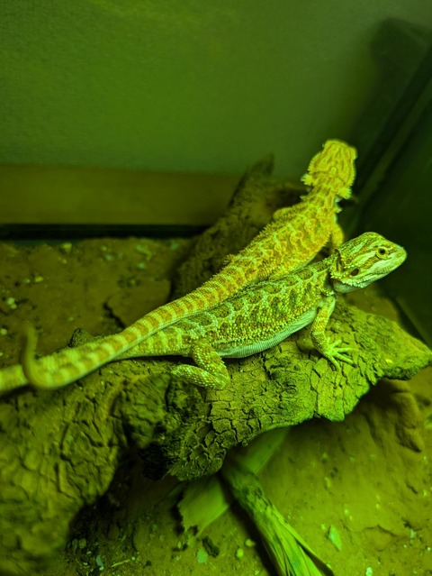 PXL_20240727_081208349