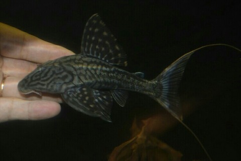 [画像:acad941d-s.jpg]