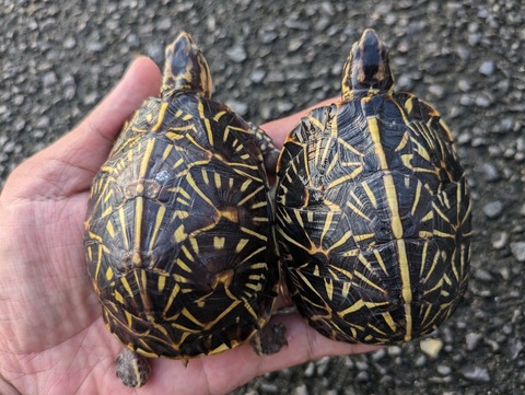 PXL_20240930_082405991