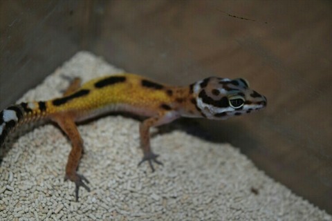 [画像:ae9e8eca-s.jpg]