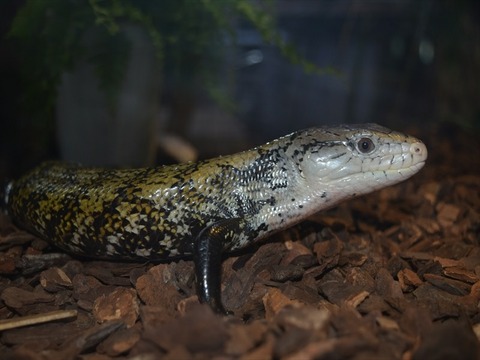 line_373438481014793