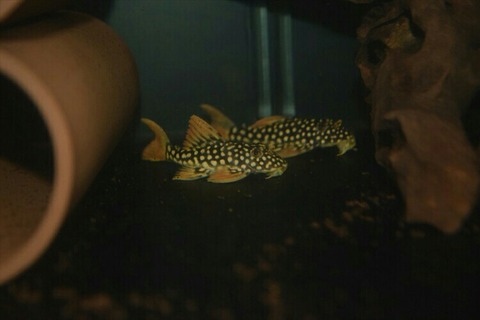 [画像:b25ce11d-s.jpg]