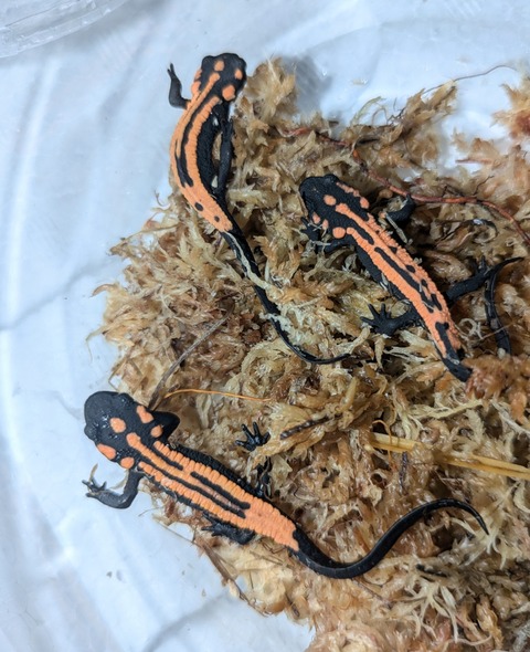 PXL_20240906_083819127~2