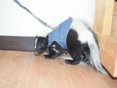 line_234486355300192