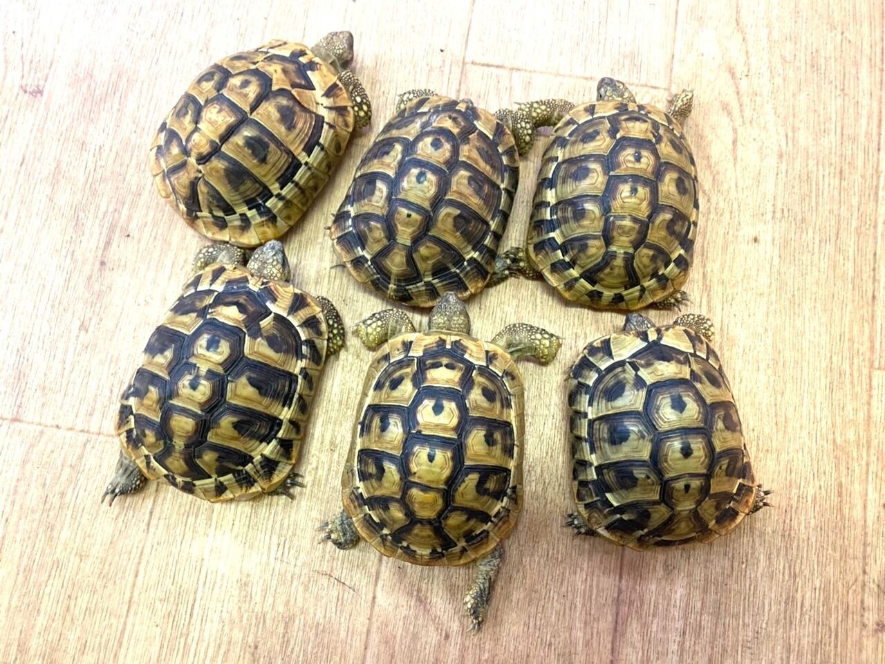 ヘルマンリクガメ ヤングサイズ入荷 Rio日記