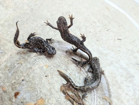 PXL_20240906_084103236~2