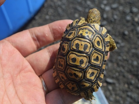 line_414404534217330